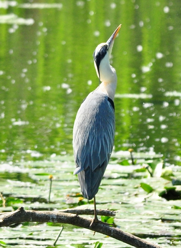 Avifauna humor